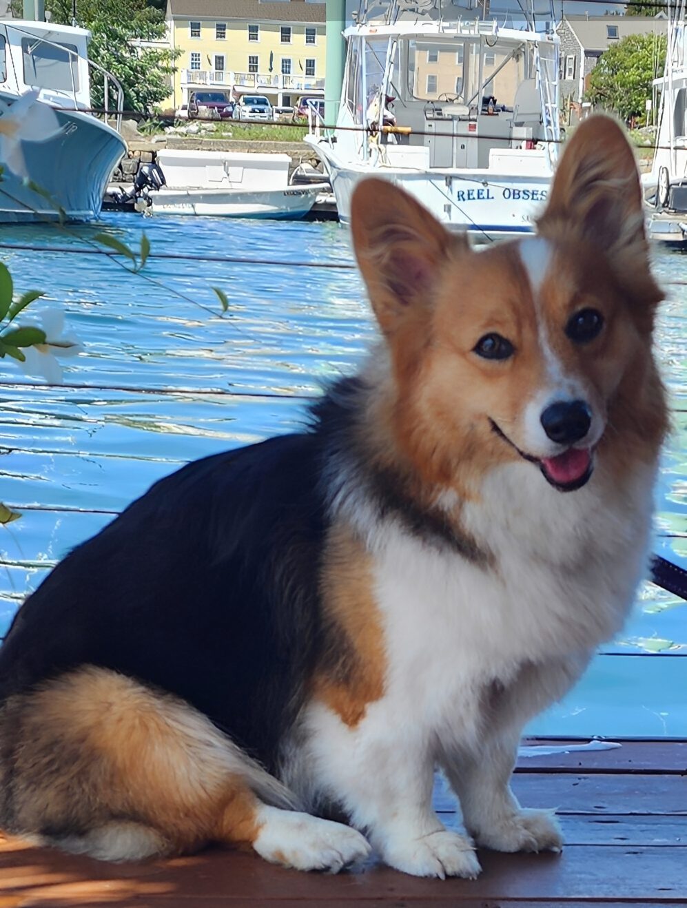 Corgi sitting on dock by marina